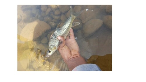 Tussenbarbeel (Labeobarbus intermedius) — Cyprinidae
