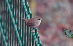 Troglodytes troglodytes