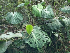 Philodendron verrucosum image