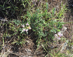Astragalus cibarius