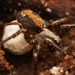 Small Striped Wolf Spiders - Photo (c) Bruno Bell, some rights reserved (CC BY-NC), uploaded by Bruno Bell