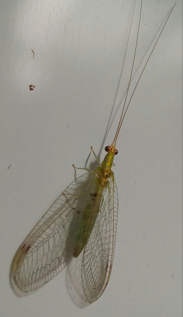 Ceratochrysa