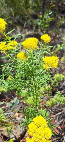 Cassinia aureonitens observed 2023-11-11