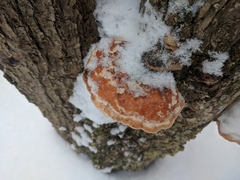 Phellinus pomaceoides