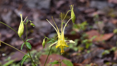 Aquilegia longissima