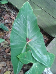Alocasia longiloba