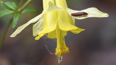 Aquilegia longissima