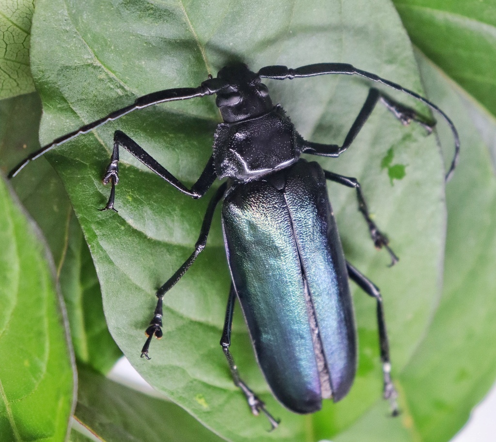 Chalybophysis