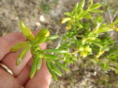 Batis maritima
