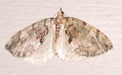 Hydriomena ruberata