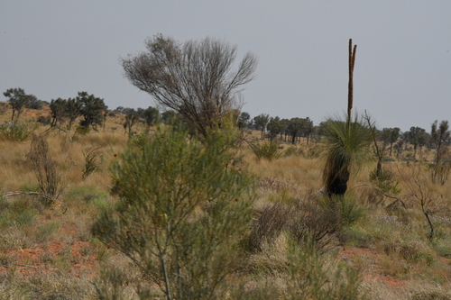 Image of Xanthorrhoea thorntonii by (c) Em Lamond, some rights reserved (CC BY)