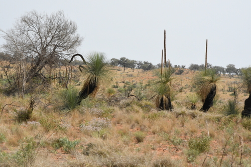 Image of Xanthorrhoea thorntonii by (c) Em Lamond, some rights reserved (CC BY)