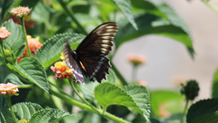 Battus polydamas psittacus