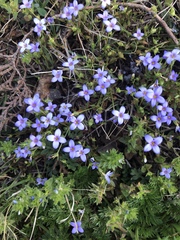 Houstonia pusilla