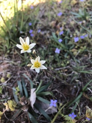 Nothoscordum bivalve