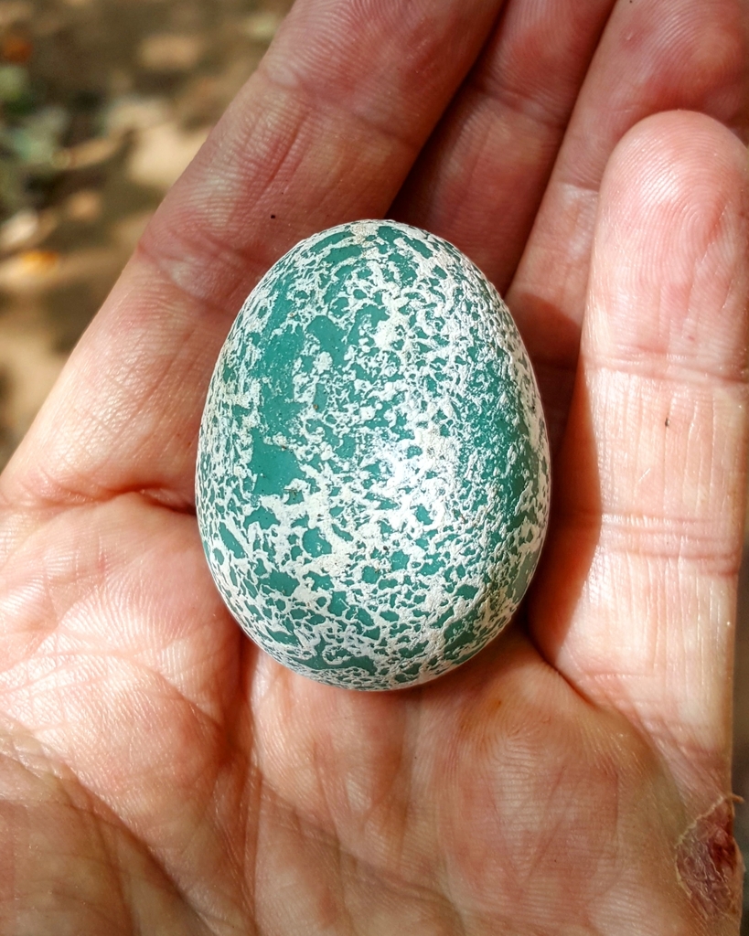 guira cuckoo egg