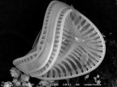 Campylodiscus