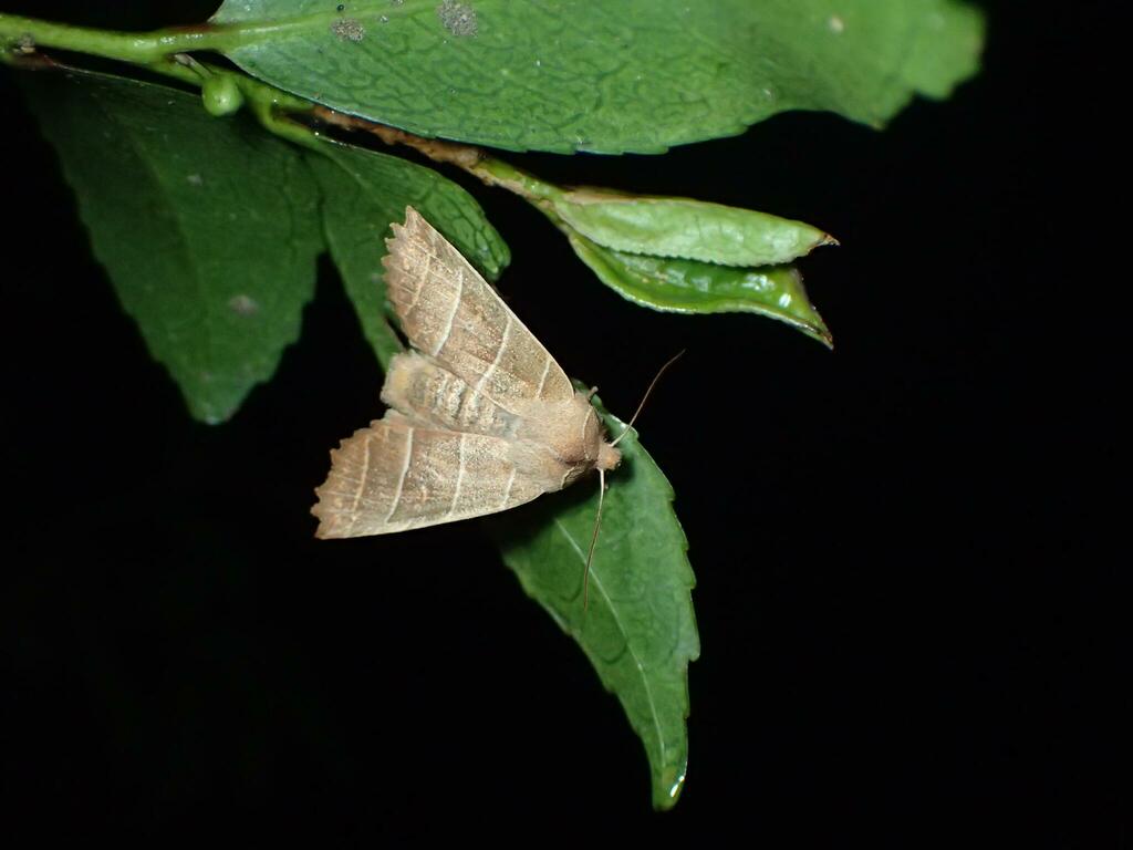糖蜜に来たヨスジキリガ