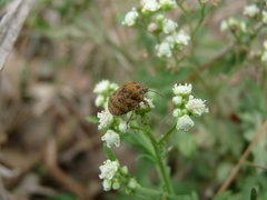 Orsilochides stictica