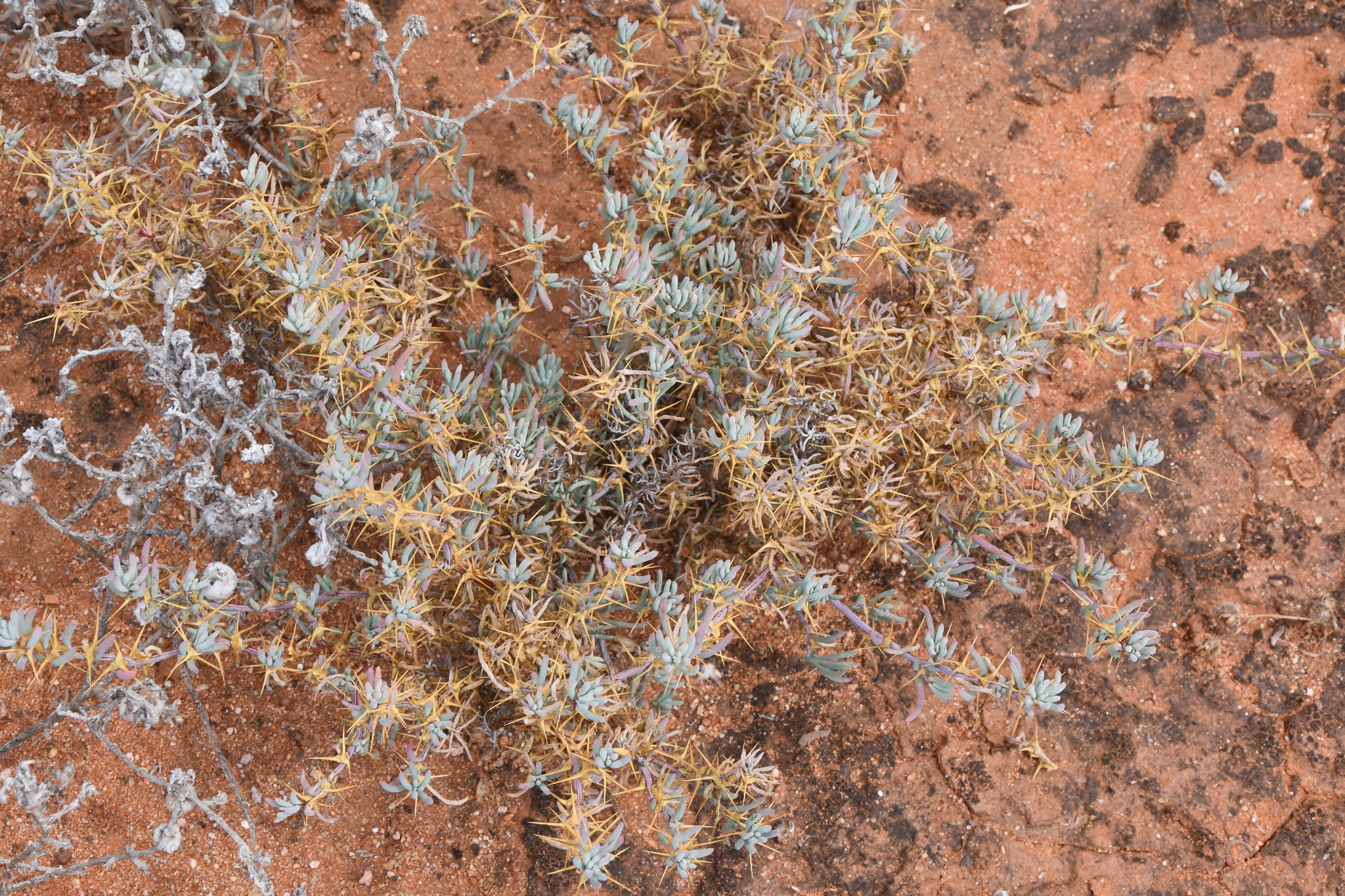 Sclerolaena cuneata