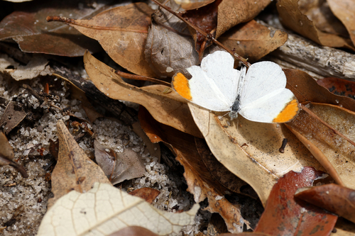 Colotis evanthe