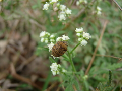 Orsilochides stictica