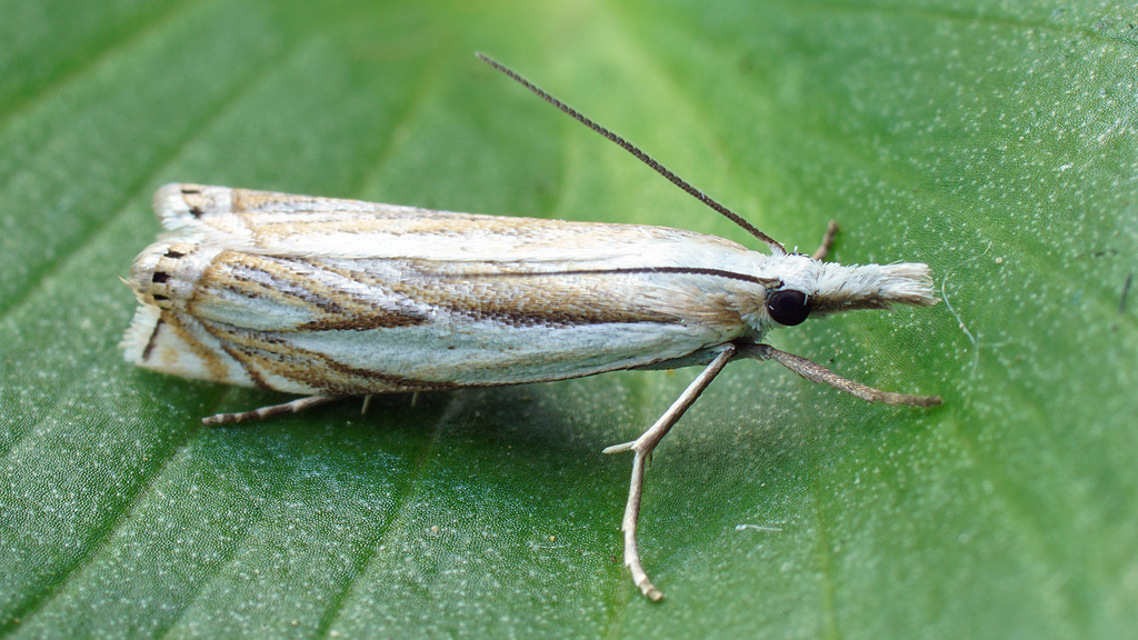 Marsh Grass-veneer