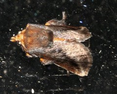 Doratifera stenora
