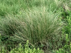 Fimbristylis castanea