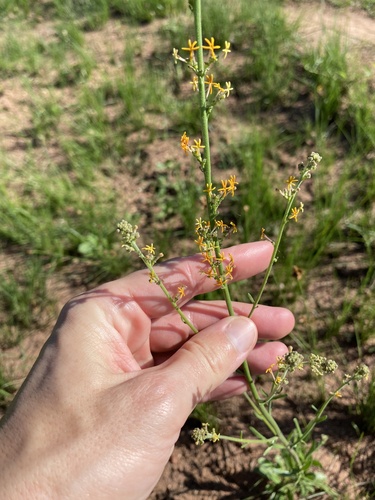 Isola Fingerflox (Manulea parviflora)
