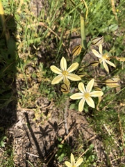 Triteleia ixioides scabra