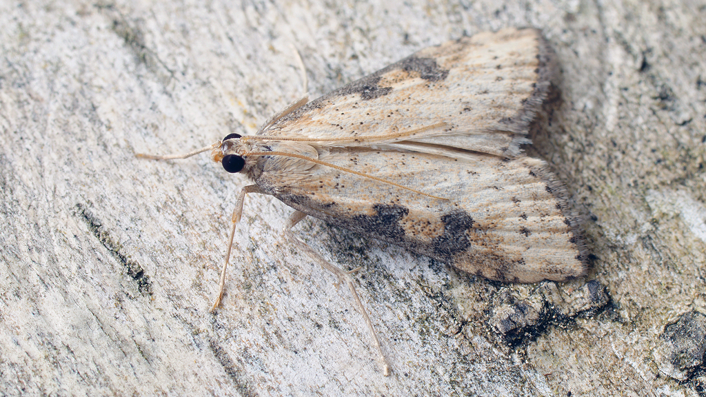 Udea costalis