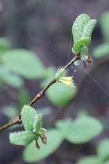 Dirca mexicana