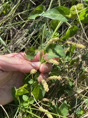 Sunčana Bradley, CC BY, iNaturalist via GBIF Acalypha petiolaris, photograph Sunčana Bradley, CC BY, iNaturalist via GBIF