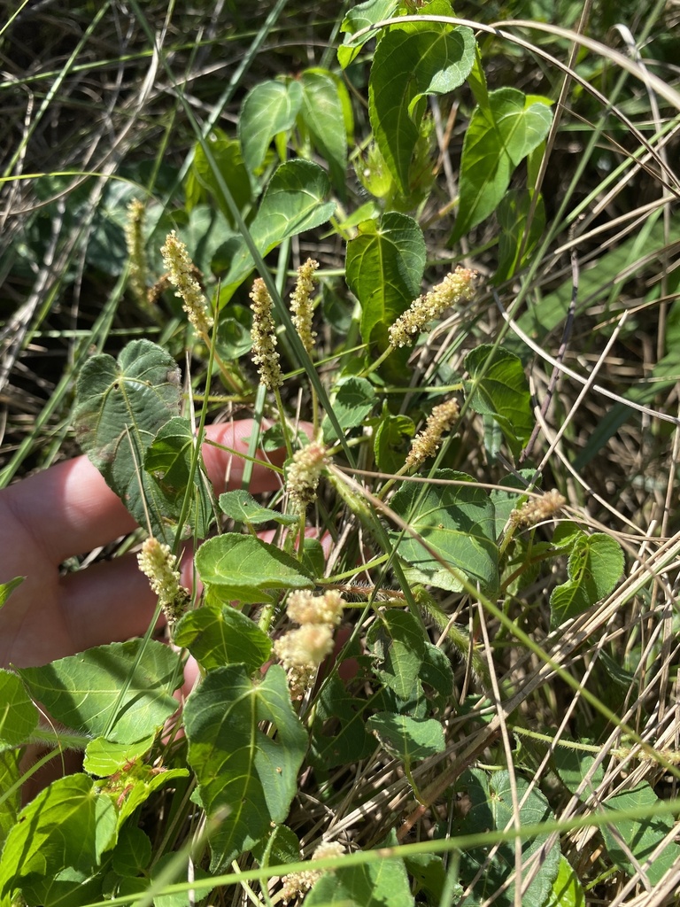 Acalypha petiolaris; photograph Sunčana Bradley, CC BY, iNaturalist via GBIF