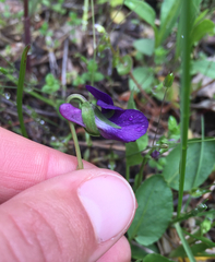 Viola adunca adunca