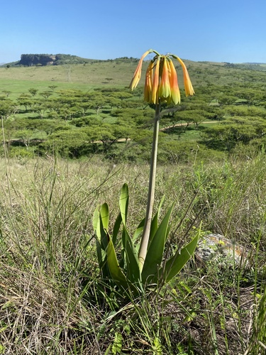 Cyrtanthus obliquus