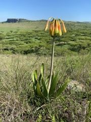 Cyrtanthus obliquus