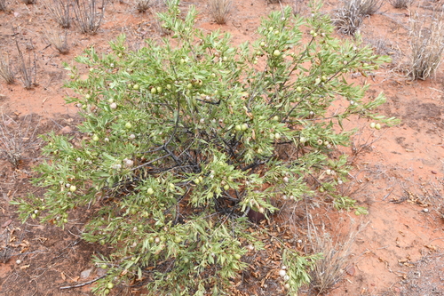 Image of Eremophila maculata by (c) Em Lamond, some rights reserved (CC BY)