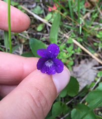Viola adunca adunca