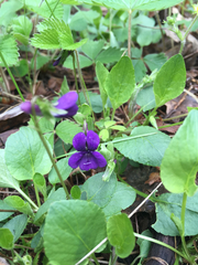 Viola adunca adunca