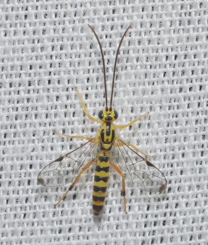 Lycorina glaucomata