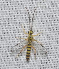 Lycorina glaucomata