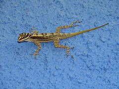 Anolis lucius