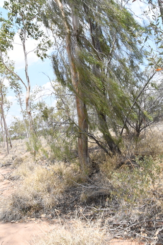 Image of Acacia estrophiolata by (c) Em Lamond, some rights reserved (CC BY)