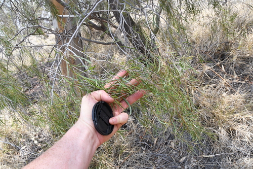 Image of Acacia estrophiolata by (c) Em Lamond, some rights reserved (CC BY)