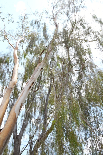 Image of Acacia estrophiolata by (c) Em Lamond, some rights reserved (CC BY)
