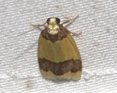 Heterallactis microchrysa