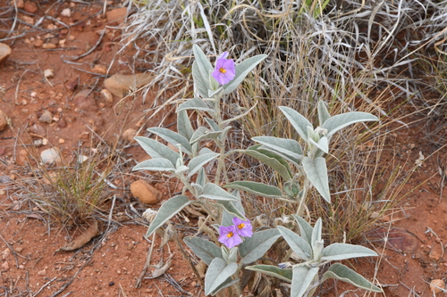 Image of Solanum lithophilum by (c) Em Lamond, some rights reserved (CC BY)