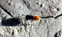 Pseudomethoca pigmentata